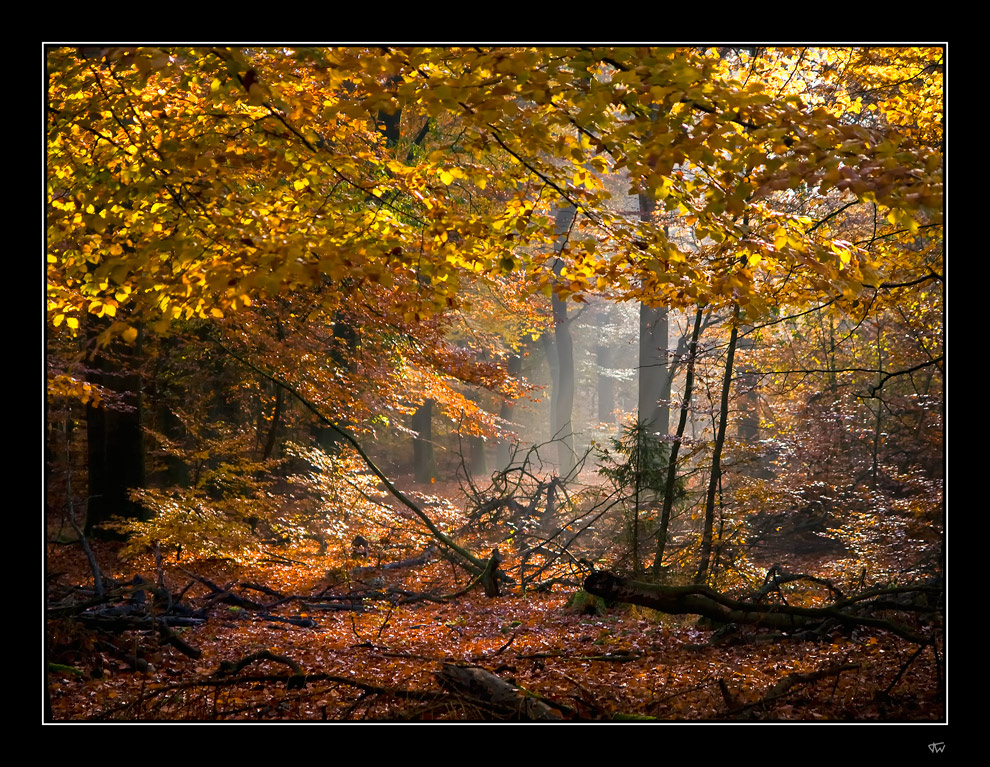 Autumn scene