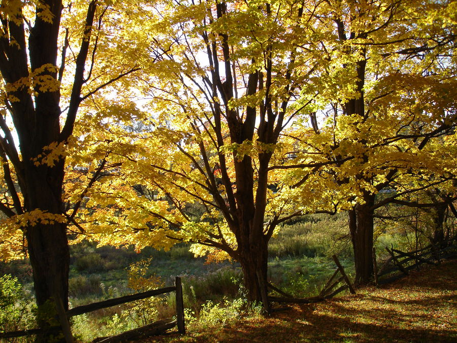 Autumn scene