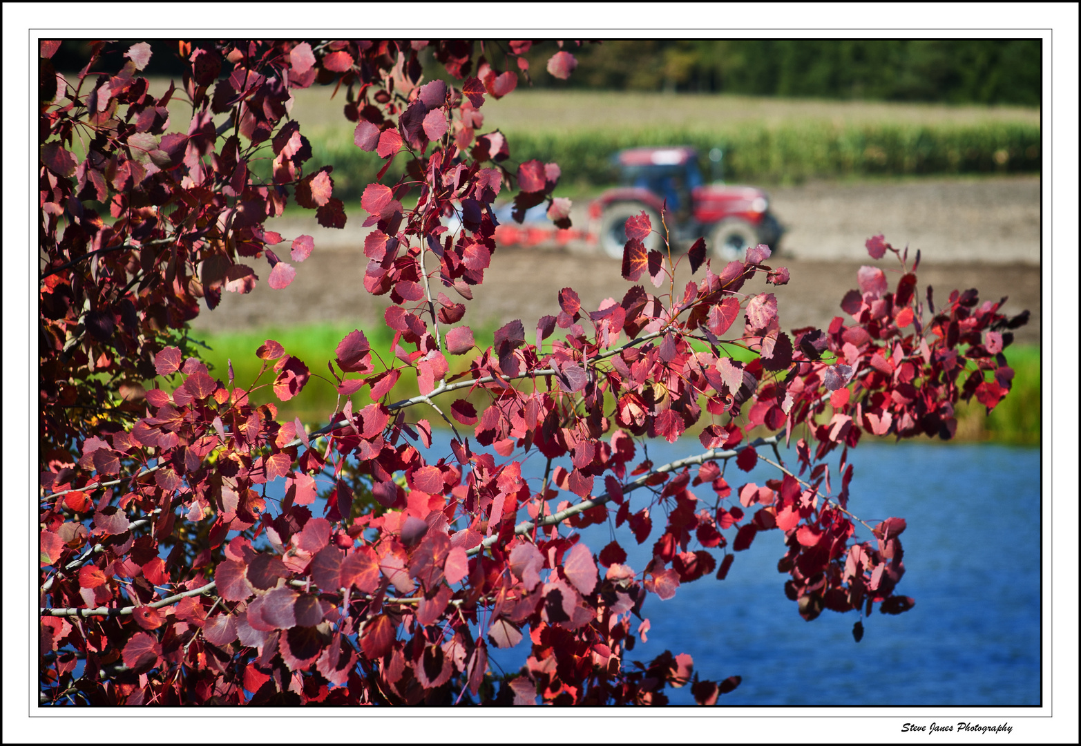 Autumn scene