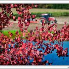 Autumn scene