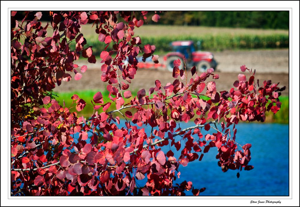 Autumn scene