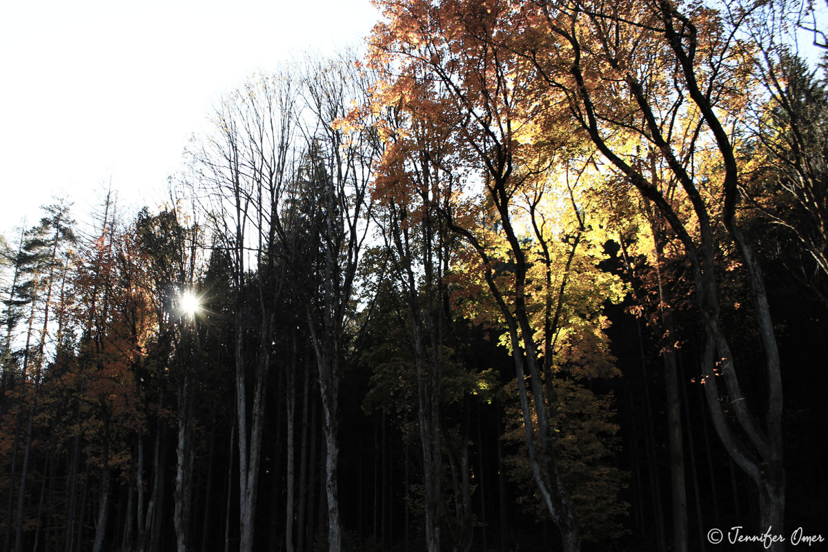 Autumn Scenery