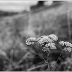 Autumn Seeds 