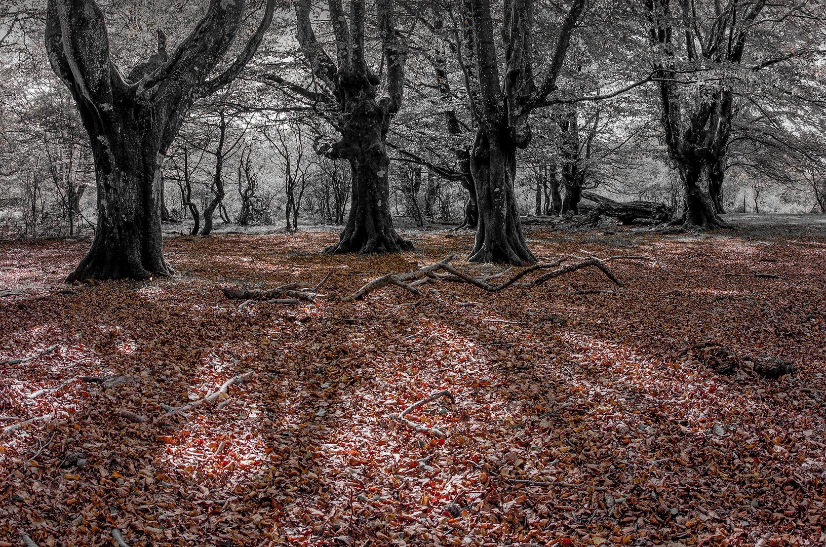 Autumn shadows