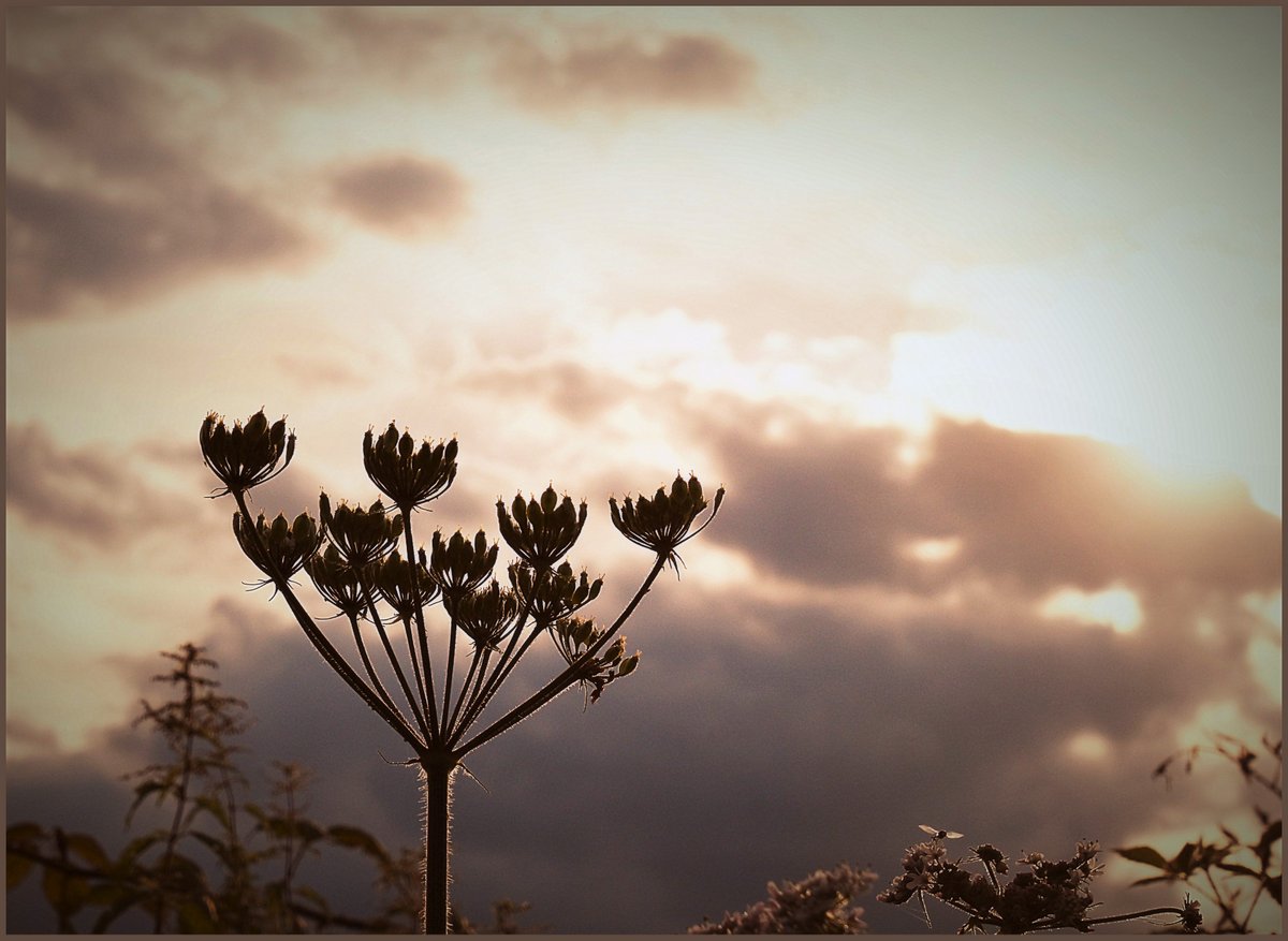 ... Autumn silhouettes ...