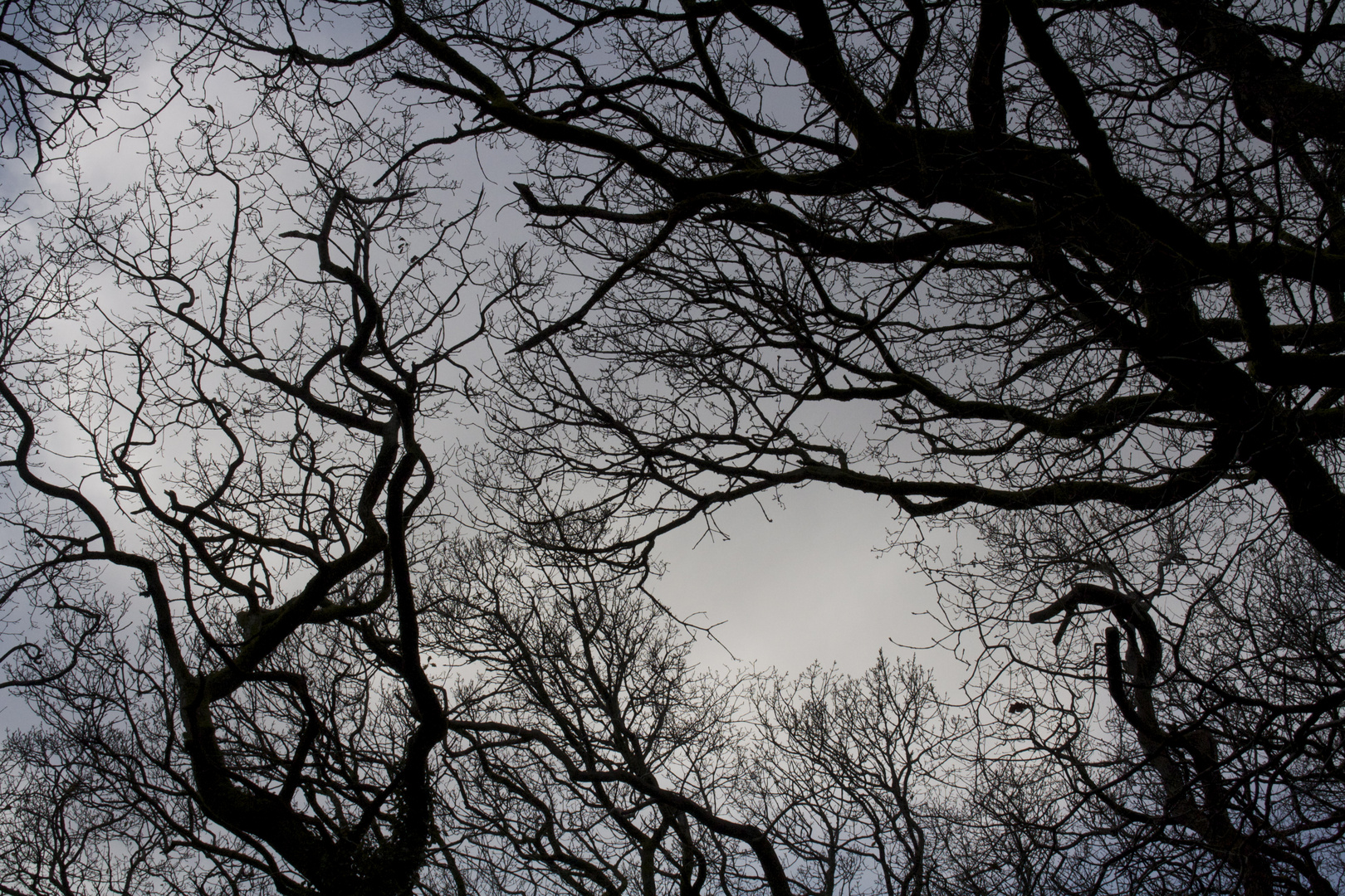 Autumn Sky Tendrils