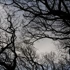 Autumn Sky Tendrils