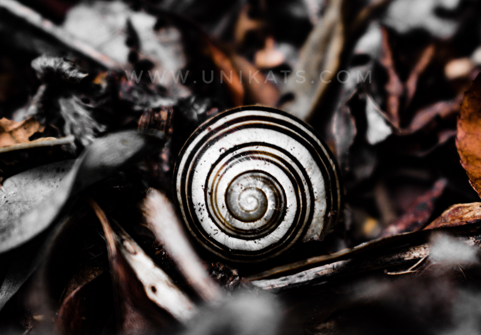 Autumn snail