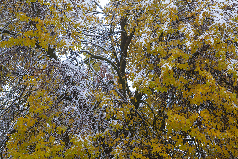 Autumn Snow 4