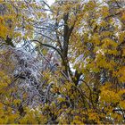 Autumn Snow 4