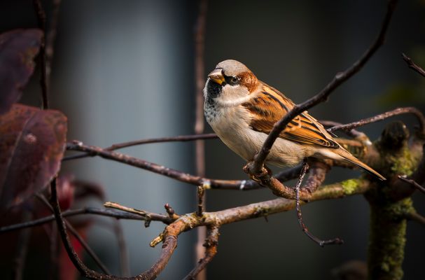 Autumn Sparrow