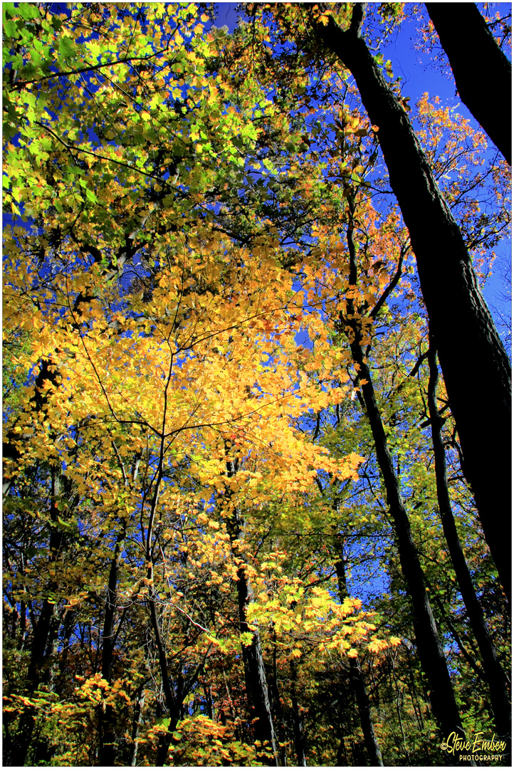 Autumn Splendor 