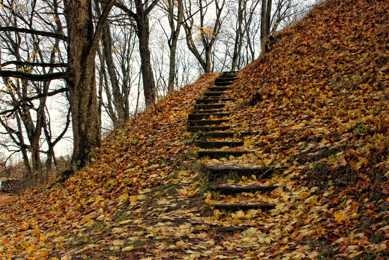 Autumn steps