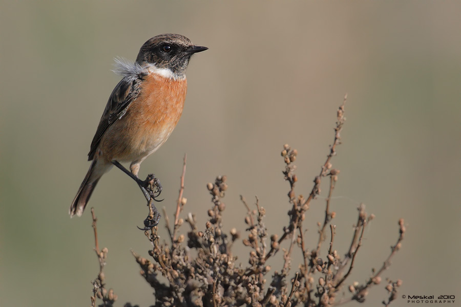 Autumn stonechat