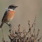 Autumn stonechat