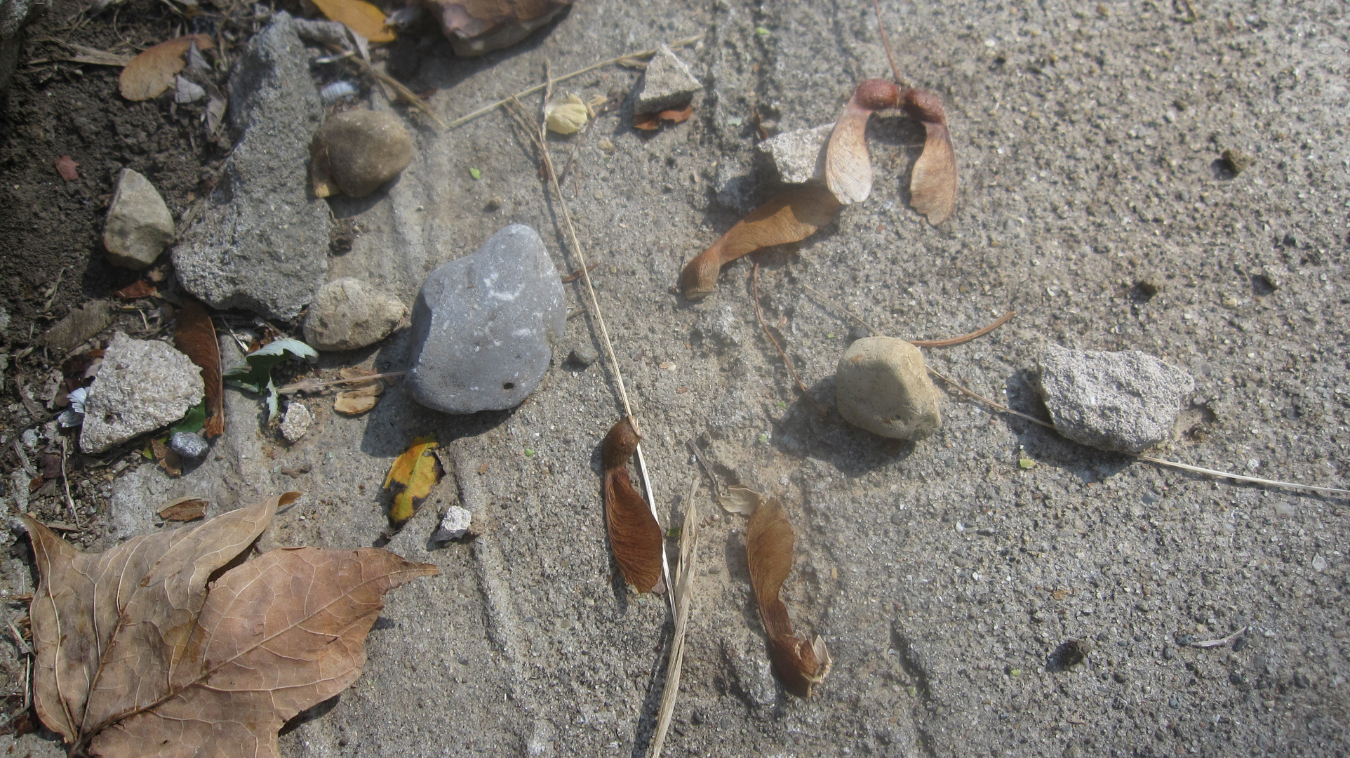 Autumn Stones