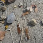 Autumn Stones