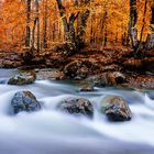 autumn stream