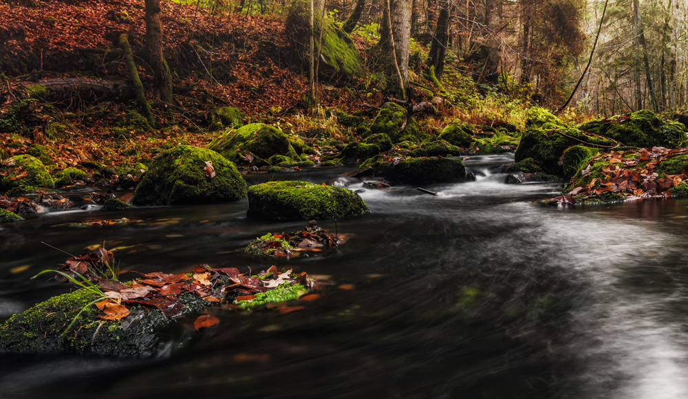 autumn stream