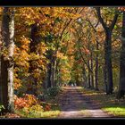 Autumn stroll