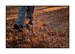 Autumn Stroll