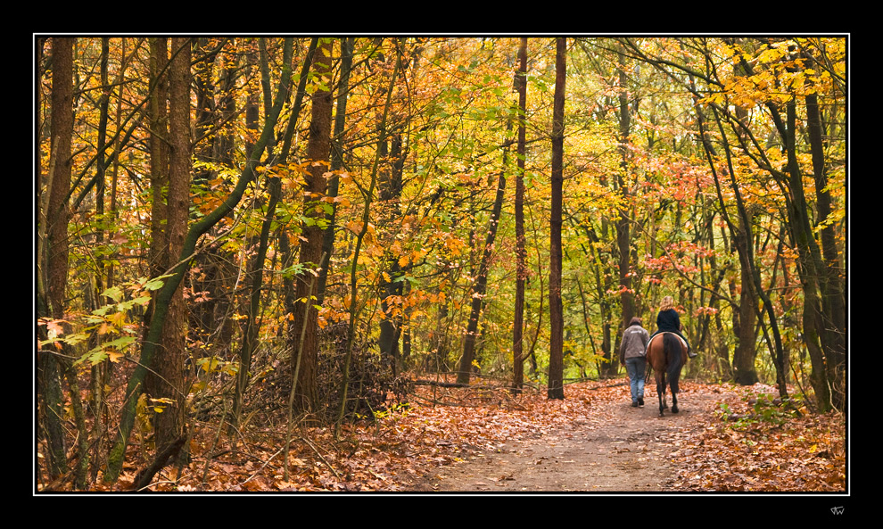 Autumn stroll III