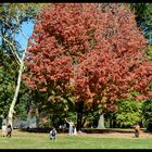 Autumn Sunday Central Park
