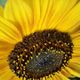 Autumn Sunflower