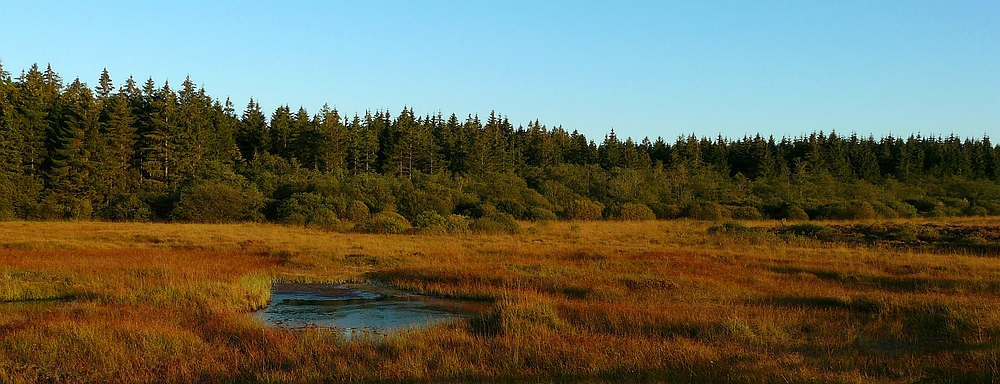 Autumn Swamp (3) : The ‘pingo’