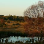 Autumn Swamp (4)