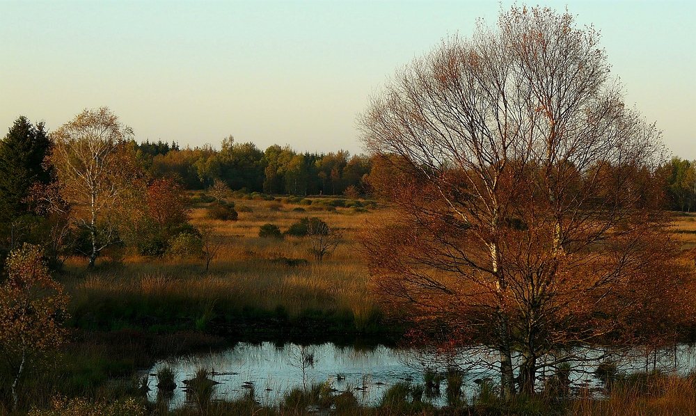 Autumn Swamp (4)