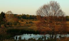 Autumn Swamp (4)