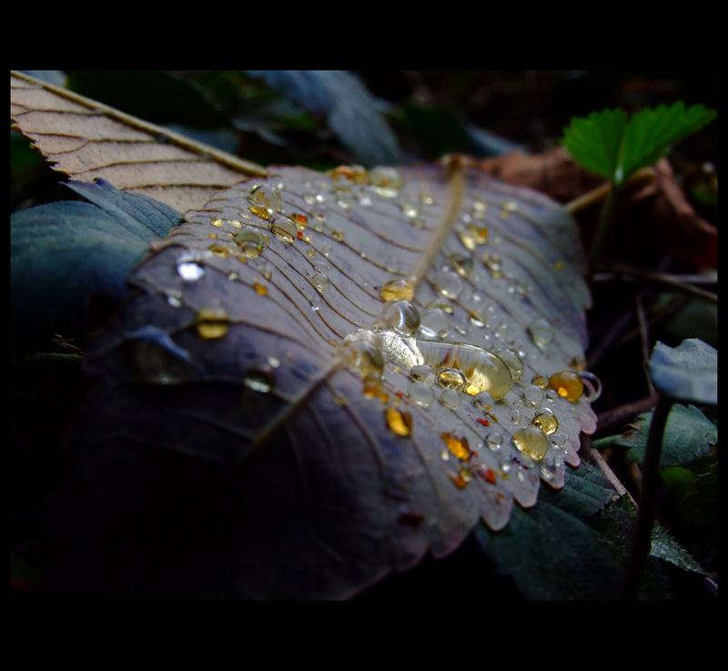 " Autumn teardrops "