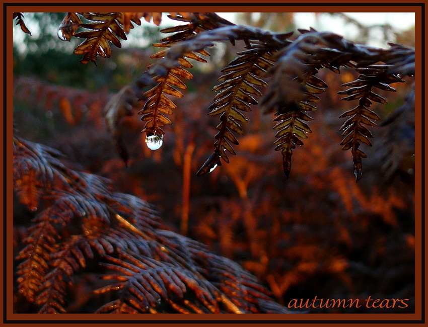 autumn tears
