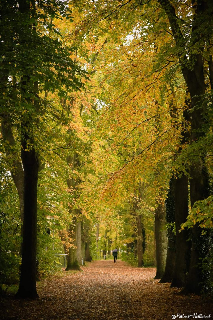 Autumn, the season that teaches us that change can be beautiful