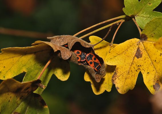 Autumn time: "FALLING IN LOVE." 