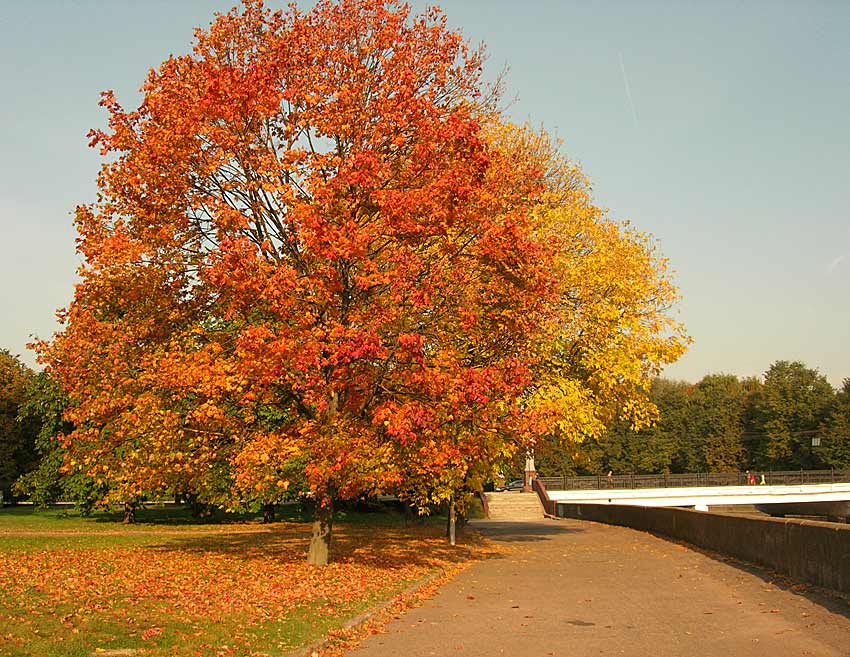 autumn tints