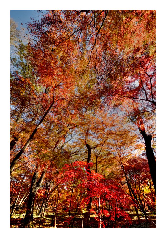 Autumn tree-1