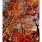 Autumn tree-1