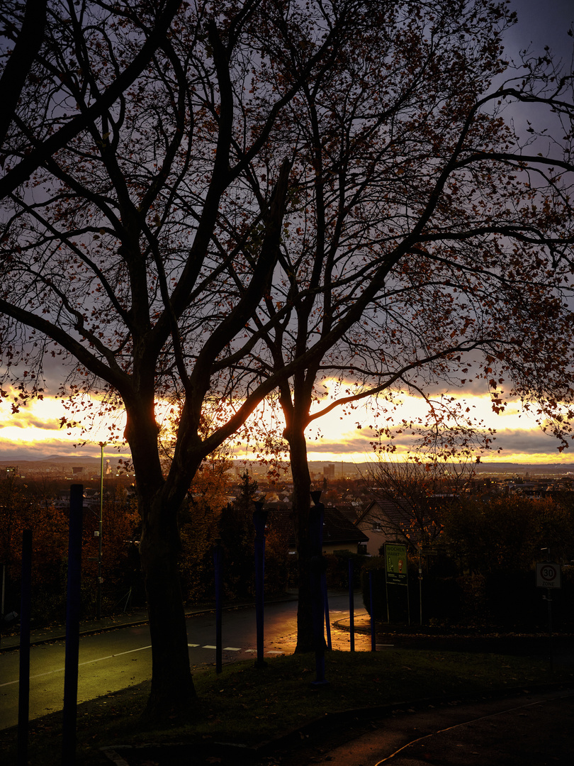 Autumn Tree