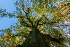 autumn tree