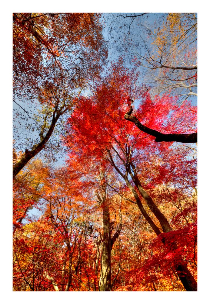 Autumn tree-2