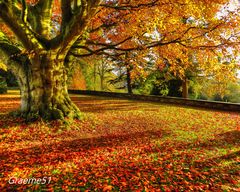 Autumn Tree