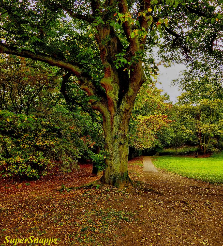 Autumn Tree