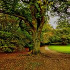 Autumn Tree