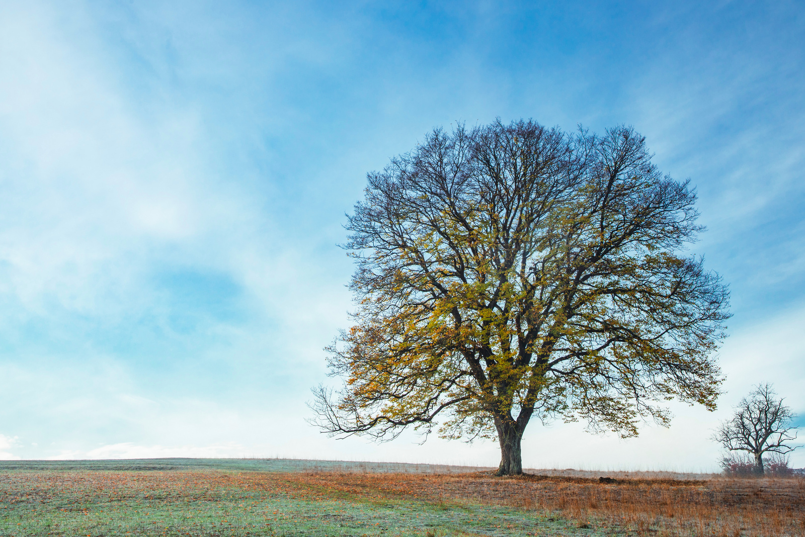 Autumn tree