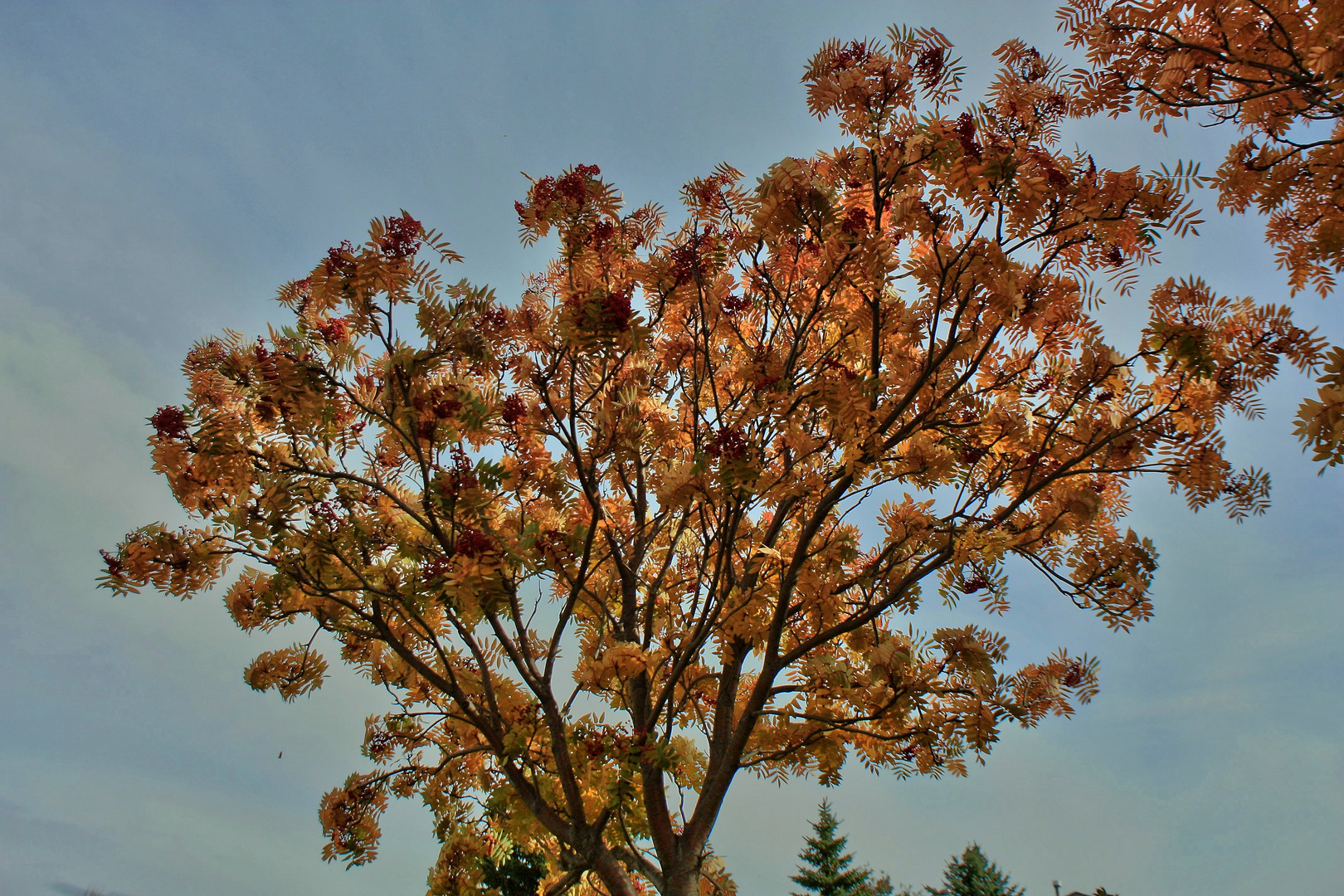 autumn tree