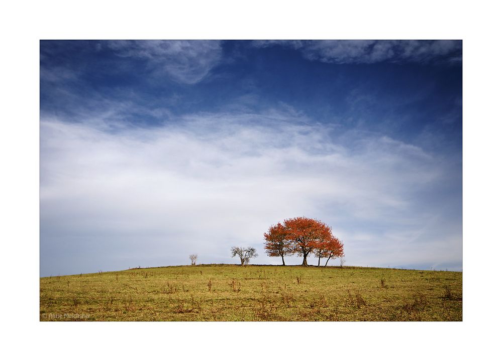 autumn tree