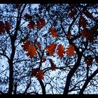 autumn tree