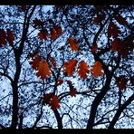 autumn tree